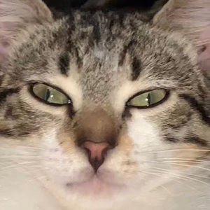 Meet your Posher, Nelly